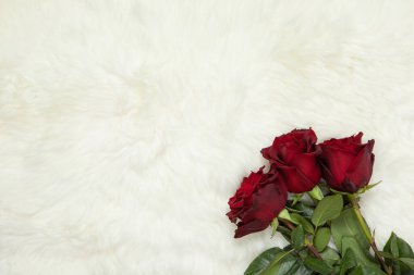 Süt beyaz kürk halısında kırmızı gül buketi. Metin için kopyalama alanı olan bir arkaplan, düz yatay. Üst Manzara. 8 Mart, 14 Şubat, doğum günü, Sevgililer Günü, Anneler Günü, Kadınlar Günü kutlamaları.