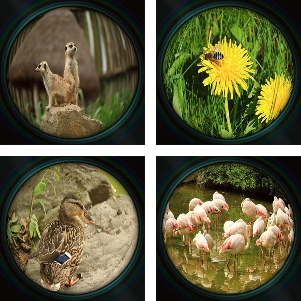 Set of 4 isolated nature photos - view through the lens of camera: Meerkat (suricate), bee on dandelion, duck and flock of flamingos, 4 isolated photos in one