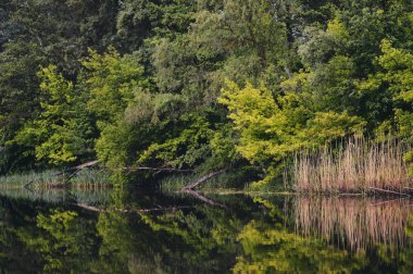 Nehir kenarındaki zengin orman