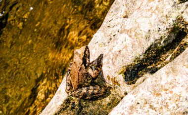 Kurbağa, Anura tarikatının çeşitli ve büyük ölçüde etobur, kısa gövdeli, kuyruksuz amfibilerden oluşan bir grubun üyesidir..