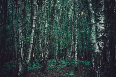 Çok yoğun ince yeşil Orman ağaçları