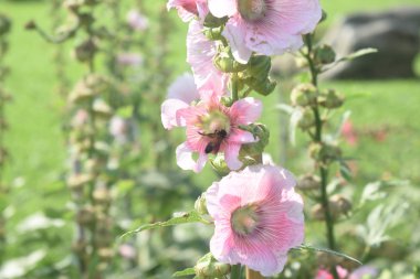 Closeup bir arı toplama nektar, bulanık arka plan ile bahçede pembe bir çiçek polen. Hollyhock çiçek (Alcea rosea).