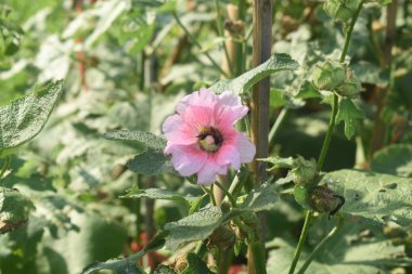 Yakın bir arı bulanık arka plan ile bahçede pembe bir çiçek polen nektar toplama. Hollyhock çiçek (Alcea rosea).