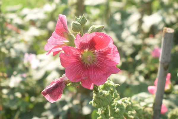 Rosa Χρώμα Του Λουλουδιού Στον Κήπο Θολή Φόντο Λουλουδάκι Αλμυρή — Φωτογραφία Αρχείου