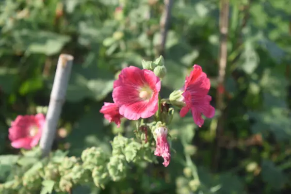 Επιλεκτική Εστίαση Των Ροζ Λουλουδιών Πράσινο Χρώμα Και Θαμπό Φόντο — Φωτογραφία Αρχείου