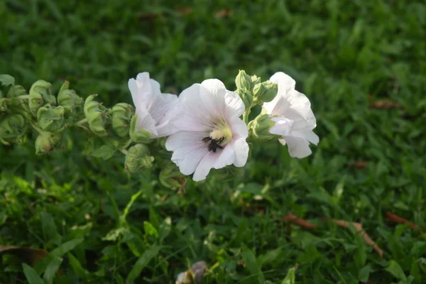 Κοντινά Πλάνα Λευκά Λουλούδια Μια Μέλισσα Στη Γύρη Στον Κήπο — Φωτογραφία Αρχείου