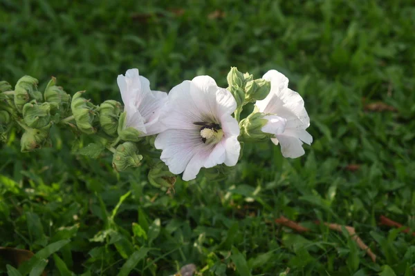 Yeşil ve bulanık arka plan ile bahçede polen bir arı ile Closeup beyaz çiçekler. Hollyhock çiçek (Alcea rosea)