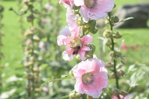 Крупным Планом Пчела Собирает Нектар Пыльцу Розового Цветка Саду Размытым — стоковое фото