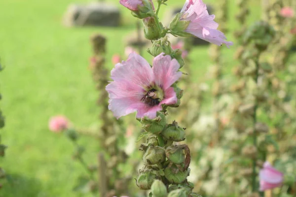 Крупным Планом Пчела Собирает Нектар Пыльцы Розовый Цветок Саду Размытым — стоковое фото