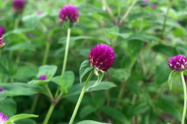 Seçici odak güzel mor Gomphrena globosa çiçeği bahar mevsiminde çiçek açıyor, bulanık arkaplan