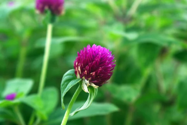 Cor Roxa Gomphrena Globosa Flor Florescendo Temporada Primavera Fundo Borrado — Fotografia de Stock