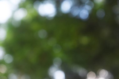 Doğadan gelen koyu yeşil bokeh ışığı gündüz vakti bahçede yeşil yapraklar, bulanık arkaplan