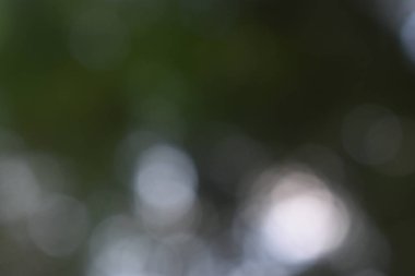 Doğadan gelen koyu yeşil bokeh ışığı gündüz vakti bahçede yeşil yapraklar, bulanık arkaplan