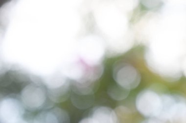  Doğadan gelen ışık gündüz bahçedeki yeşil yapraklar, bulanık arkaplan