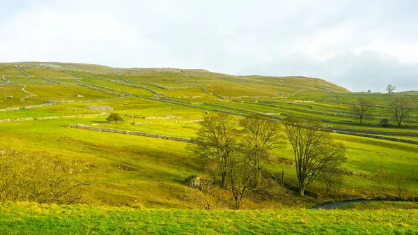 Green color of grasses field with line stone wall in farmland near to Malham Cove, a large cured limestone north of the village of Malham, North Yorkshire