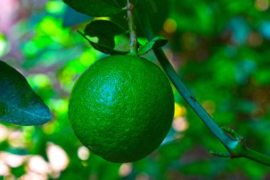 Limon ya da yeşil limon kireç ağacının dallarında asılı bulanık arka planda