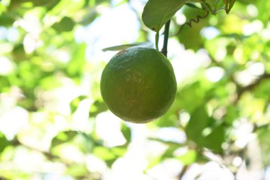 Limon ya da yeşil limon kireç ağacının dallarında asılı bulanık arka planda