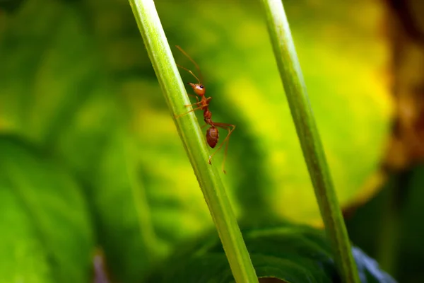 Red Ant Branch Nature Green Leaves Blurred Background — Stock Photo, Image