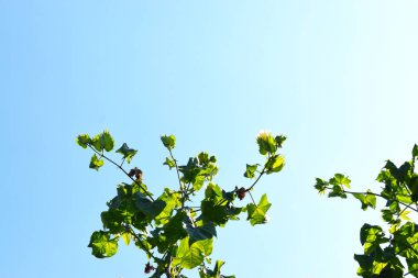 Pamuk çiçeği, Gossypium barbadense. Güneşli bir günde, yeşil yapraklardan ve dallardan oluşan güzel bir siluet. Mavi gökyüzü arka planında.