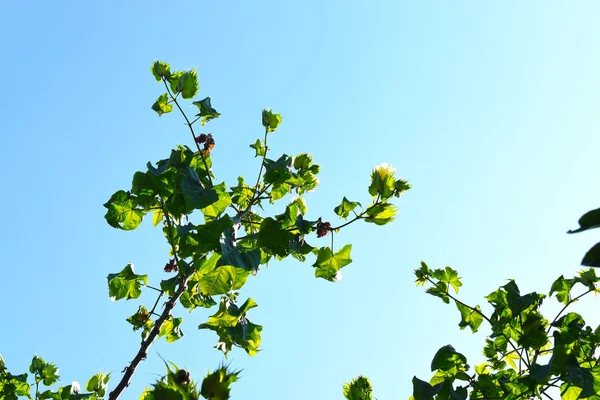 Cotton Flower Gossypium Barbadense Beautiful Silhouette Shape Green Leaves Branches — Stock Photo, Image