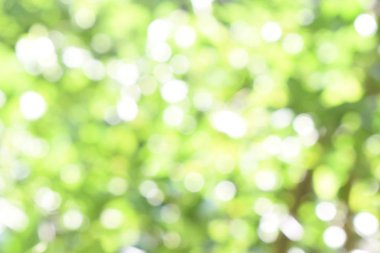 Açık yeşil bokeh ışığı doğadan yeşil yapraklar güneşli bir günde