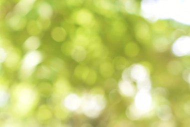 Açık yeşil bokeh ışığı doğadan yeşil yapraklar güneşli bir günde