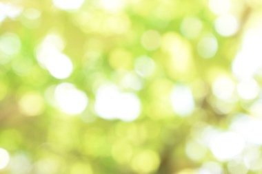 Açık yeşil bokeh ışığı doğadan yeşil yapraklar güneşli bir günde