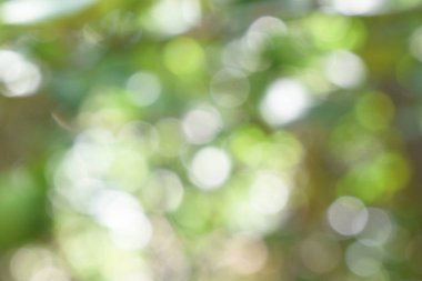 Doğadan gelen Bokeh ışığı gündüz vakti bahçede yeşil yapraklar