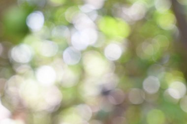 Doğadan gelen Bokeh ışığı gündüz vakti bahçede yeşil yapraklar