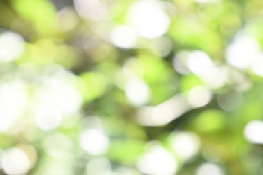 Doğadan gelen Bokeh ışığı gündüz vakti bahçede yeşil yapraklar