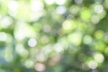 Doğadan gelen Bokeh ışığı gündüz vakti bahçede yeşil yapraklar