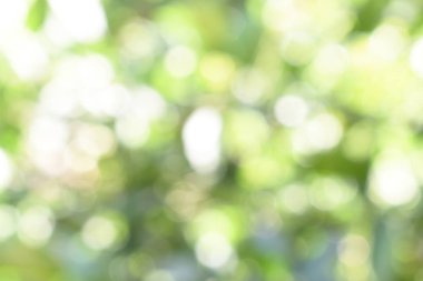 Doğadan gelen Bokeh ışığı gündüz vakti bahçede yeşil yapraklar