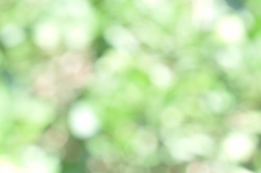 Doğadan gelen Bokeh ışığı gündüz vakti bahçede yeşil yapraklar