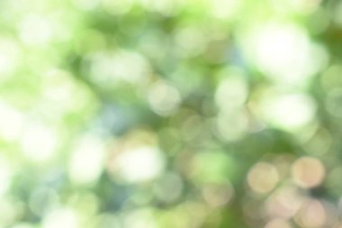 Doğadan gelen Bokeh ışığı gündüz vakti bahçede yeşil yapraklar