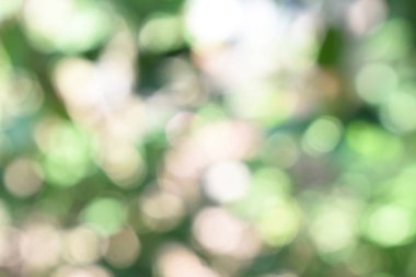 Doğadan gelen Bokeh ışığı gündüz vakti bahçede yeşil yapraklar