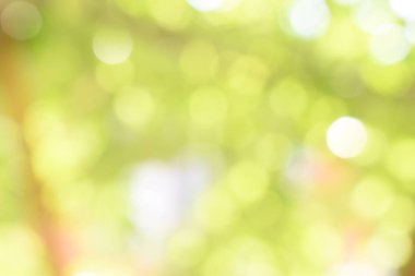 Doğadan gelen Bokeh ışığı gündüz vakti bahçede yeşil yapraklar