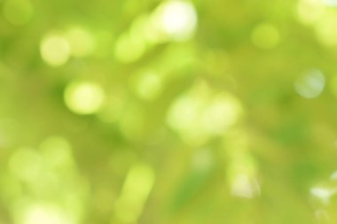 Doğadan gelen Bokeh ışığı gündüz vakti bahçede yeşil yapraklar