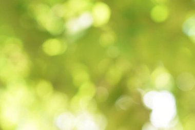 Doğadan gelen Bokeh ışığı gündüz vakti bahçede yeşil yapraklar