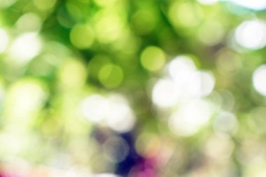 Doğadan gelen Bokeh ışığı gündüz vakti bahçede yeşil yapraklar