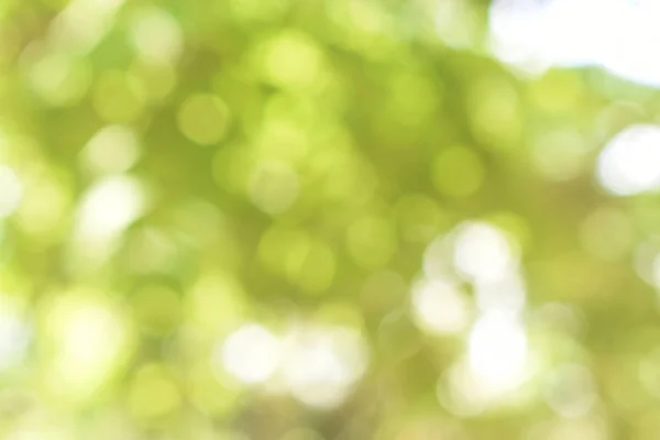 Doğadan gelen Bokeh ışığı gündüz vakti bahçede yeşil yapraklar