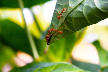 Karınca işçisi yeşil yaprak üzerine yuva yapıyor ve arka planı bulanık.