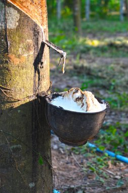 Tencerede beyaz lateks, kauçuk bir ağaçtan lateks topluyor.