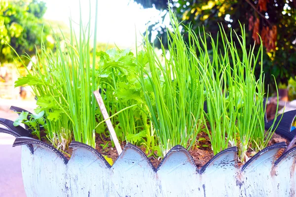 Cebolinha Plantas Verdes Está Crescendo Nos Vasos Flores Com Fundo — Fotografia de Stock