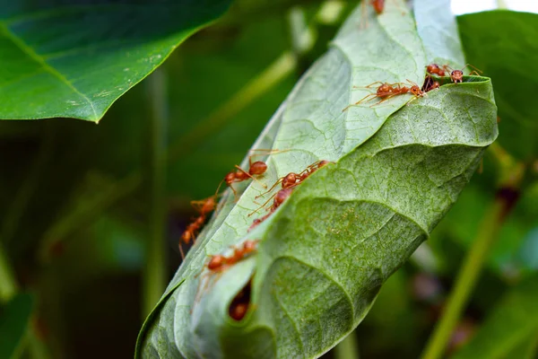 Ant Worker Building Nest Green Leaf Nature Blurred Background — Stock Photo, Image