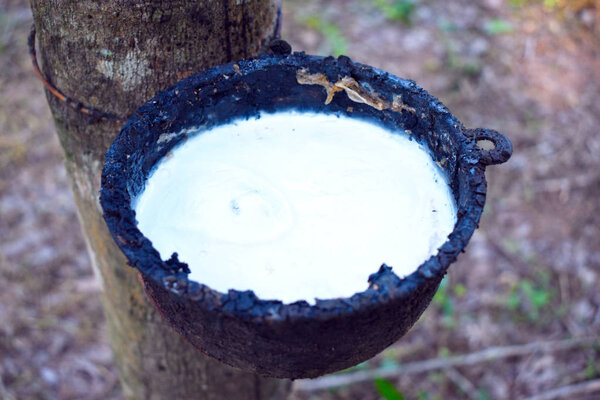 Белый латекс в кастрюле, собирающий латекс с помощью каучука
