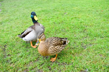 Bir dişi ve erkek Mallard yeşil çimlerin üzerinde birlikte durur.