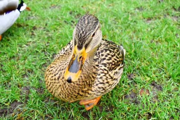 Female Mallard Stand Green Grass Background — Stock Photo, Image