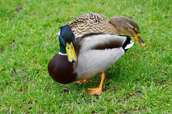 Bir erkek ve dişi Mallard yeşil çimlerin üzerinde yan yana durur.