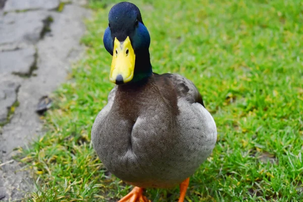 Closeup Focus Male Mallard Stand Green Grass Background — Stock Photo, Image