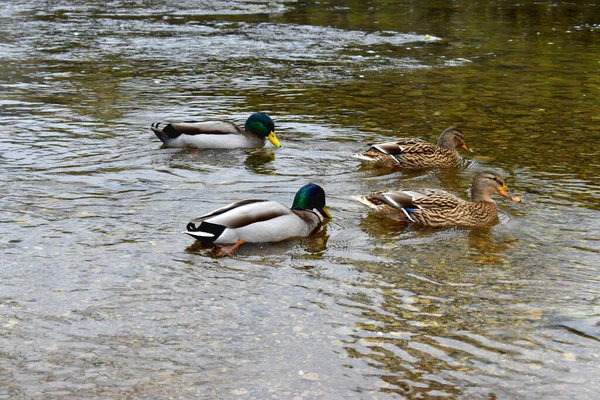 Group Male Female Mallard Swimming Water Together — Stock Photo, Image